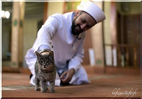 Imam of Istanbul opens his mosque to stray cats