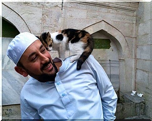 the stray cats of the Imam of Istanbul