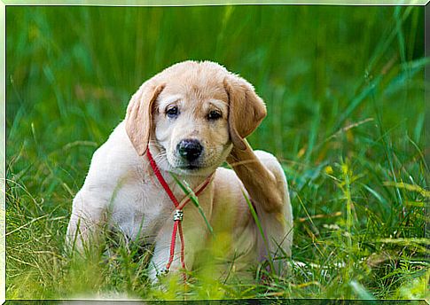 dog scratching himself.