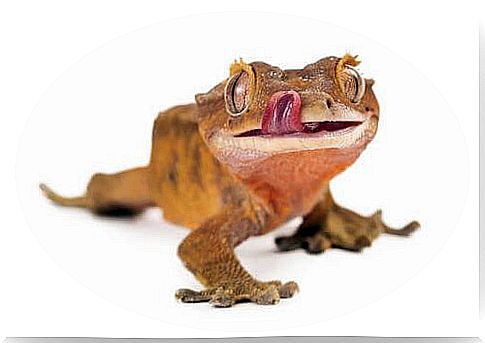 Crested gecko on white background.