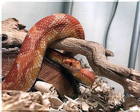 Corn snake in a terrarium and intestinal obstruction problems.