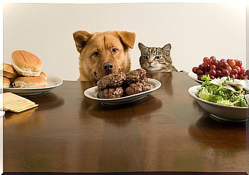 Is dog food bad for cats?  And viceversa?