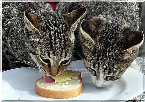 cats-that-eat