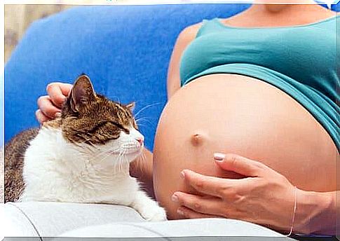 Unless you are allergic, having a cat if you are pregnant is not dangerous