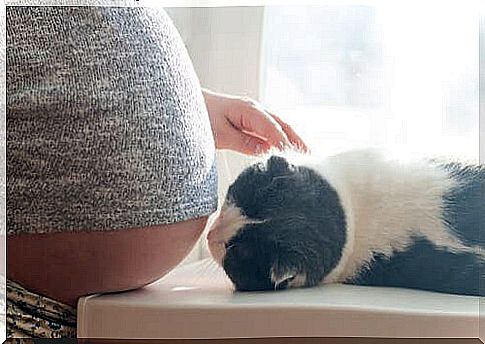 there are many myths surrounding cats and pregnancy