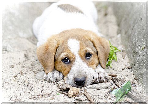 puppy lying on the ground