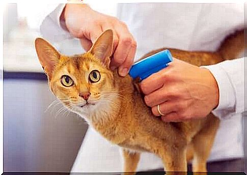 Is the microchip mandatory for cats?