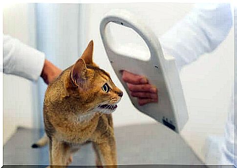 Cat to the vet for the microchip.