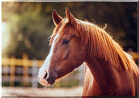 Is your horse sad?  Here's what to do