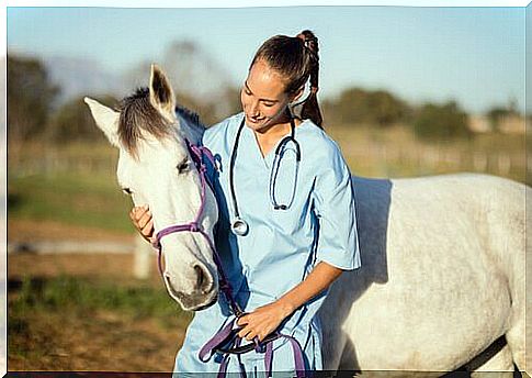 Veterinarian talks to horse