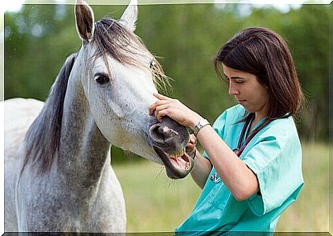 Veterinary examining horse's mouth and teeth