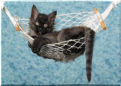 a black LaPerm puppy in a hammock