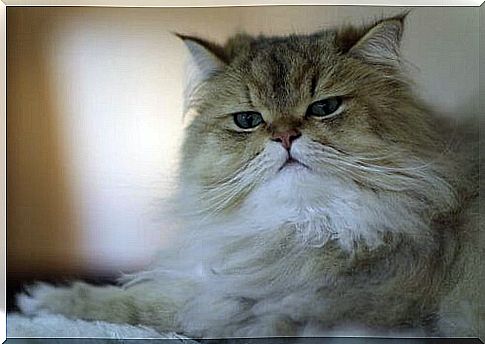 long-haired cat to comb