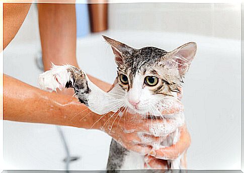 woman bathes the cat