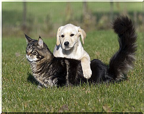 dog and cat on the lawn