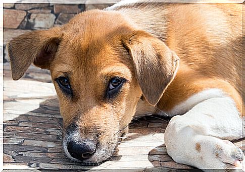 Dog puppy lying on its paws