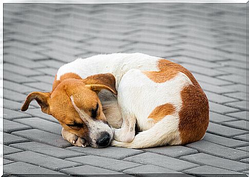 Cangnolino rests in the street