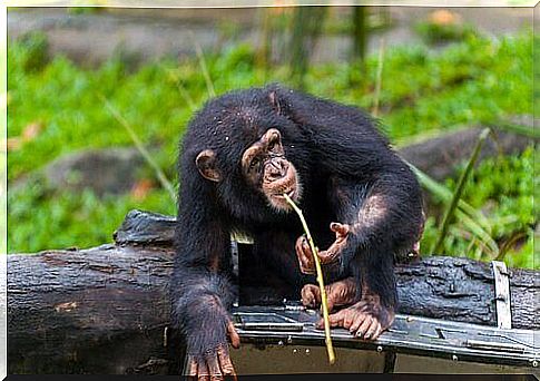 Chimpanzee with spear