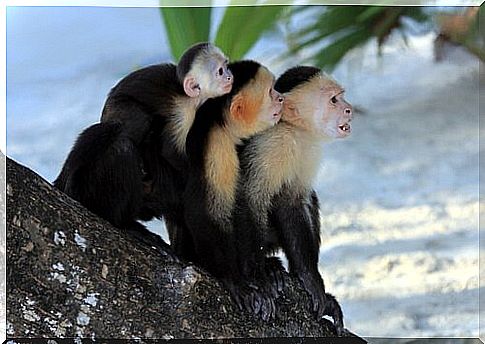 Three monkeys on tree 