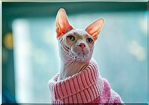 Sphynx with pink sweater 