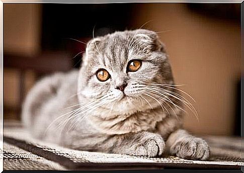 Scottish Fold lying down 