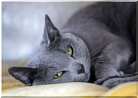 Russian blue lying on the pillow 