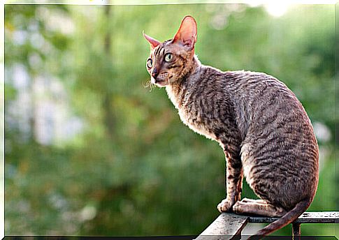 Cornish Rex breed cat sitting 