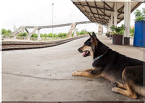 Malchik, the story of an abandoned dog