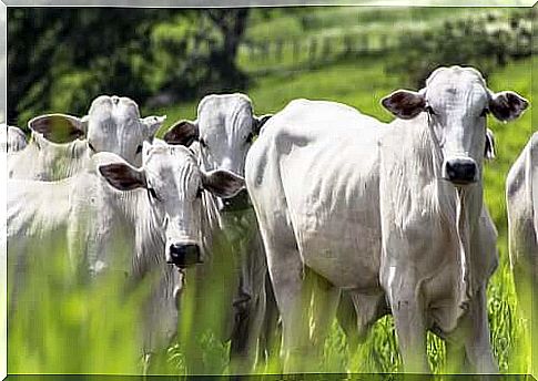 Cattle of white color