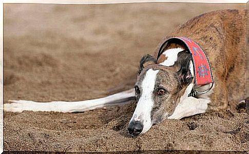 Martingale for greyhounds: is it useful?