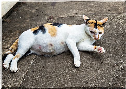 black and red white pregnant cat