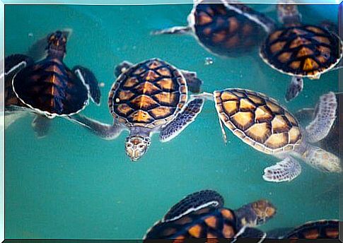 sea ​​turtles