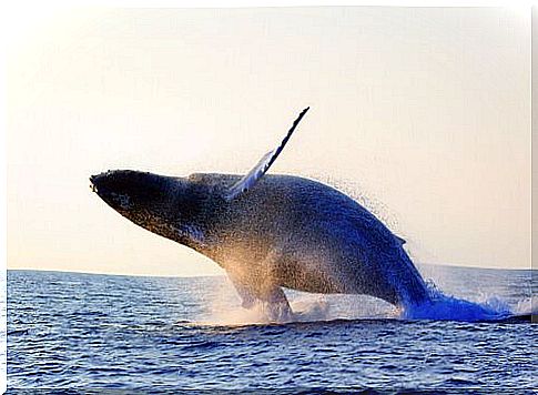 whale jumping into the sea