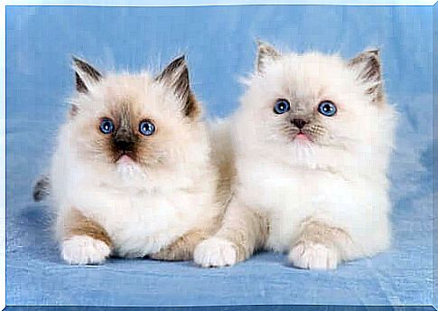 Pair of ragdoll cats