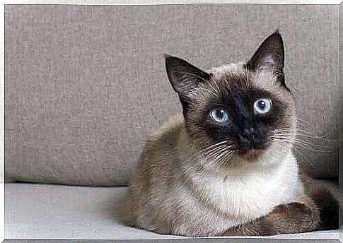 Siamese cat lying down