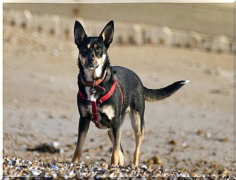 a dog standing on the ground with dog harness