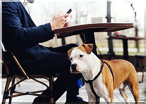 dog and owner sitting at the bar