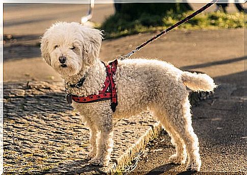 a small poodle with dog harness