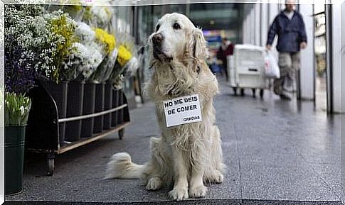 Ney, a dog we will always remember