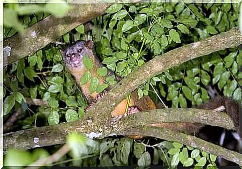 Olinguito, a new mammal species