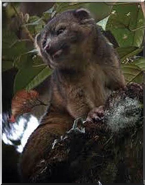 Olinguito nel suo habitat naturale.