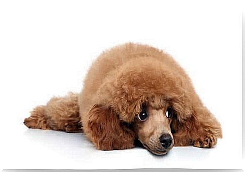 Symptoms of orchitis in dogs.