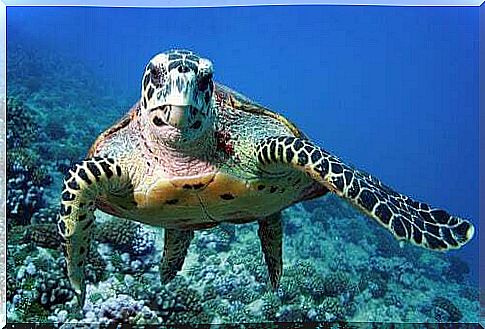 Sea turtle in the ocean.