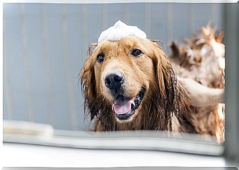 Dog with shampoo on his head 