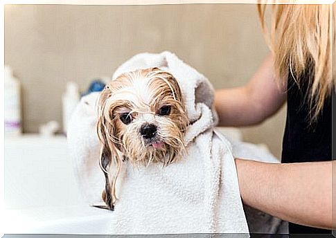 Dog being dried with towel 