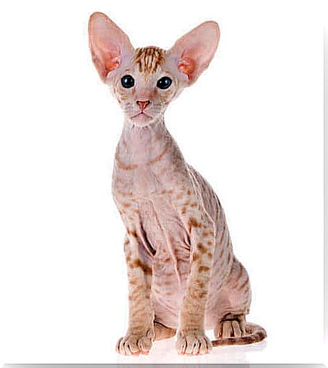 Peterbald cat, the most sociable hairless cat