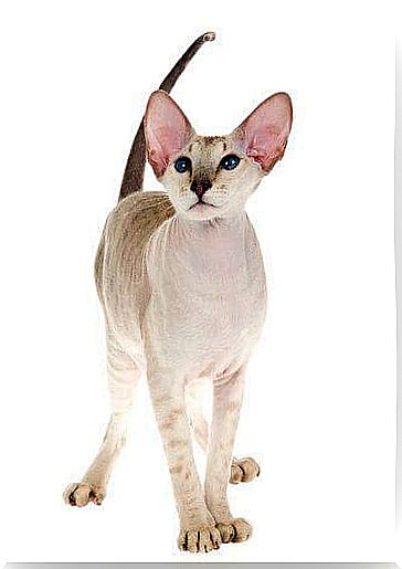 a standing Peterbald Cat with its tail raised