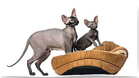 Peterbald cat's mom and baby in a kennel