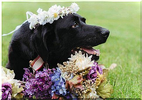 Pets at the wedding: yes or no?