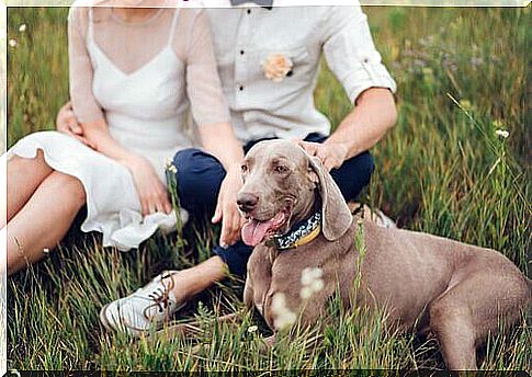 Bridal couple with a dog in a meadow